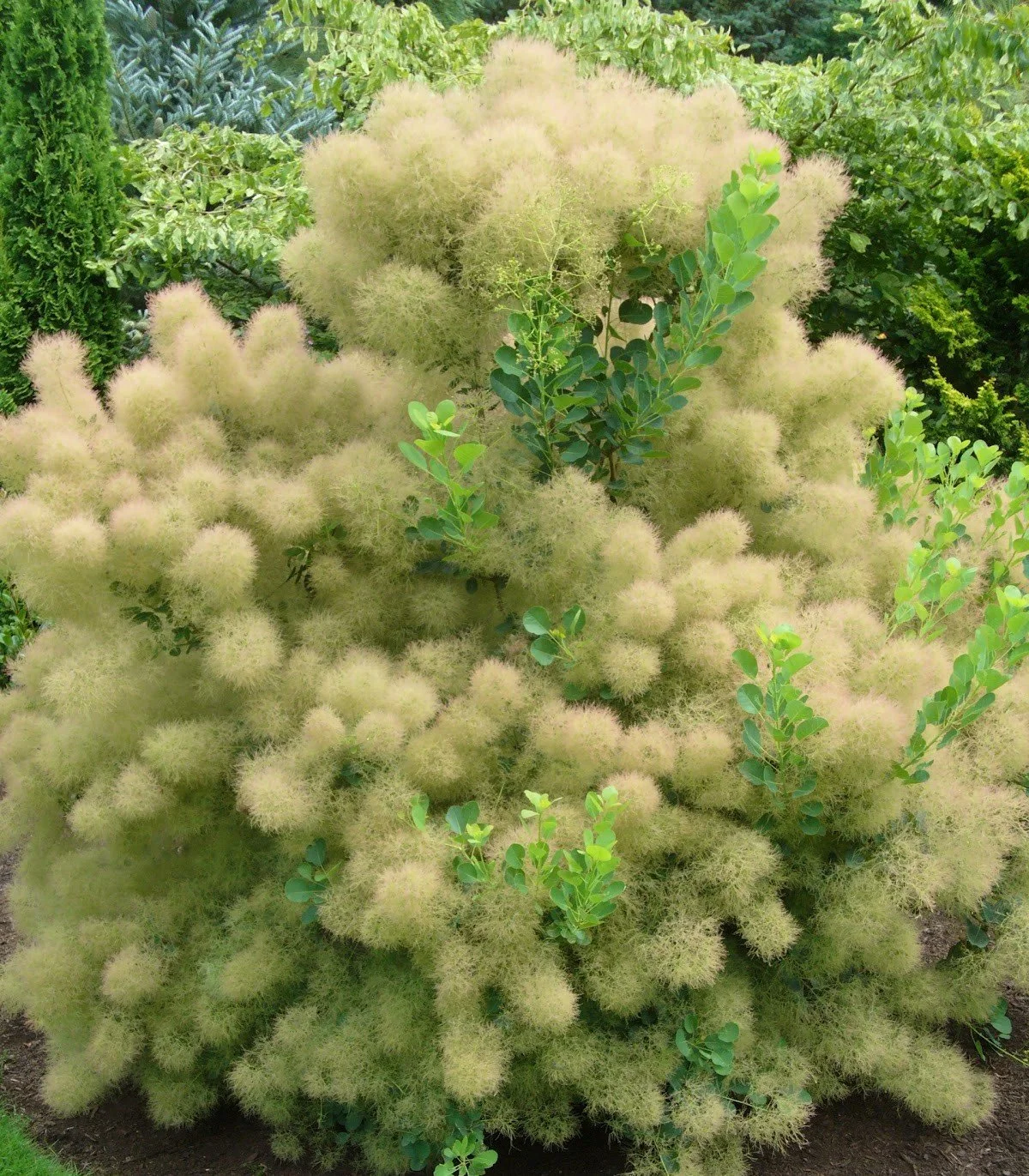 Многолетние кусты для дачи